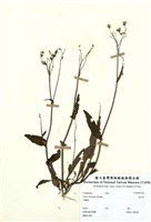 藏品(菟仔菜)的圖片